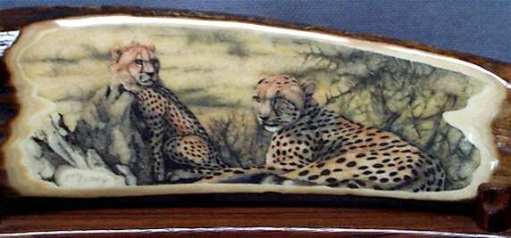 2 Cheetahs: close-up